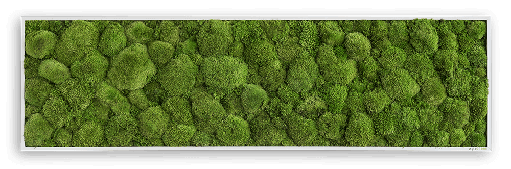 Kugelmoosbild 140x40cm